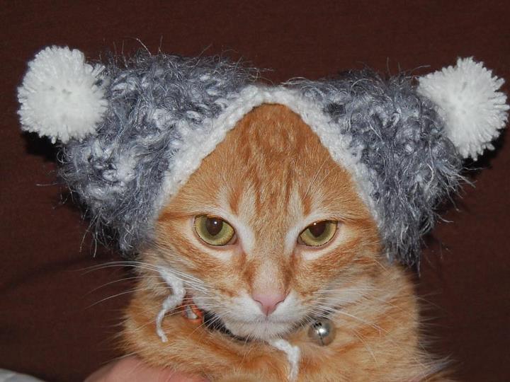 Cat dm1