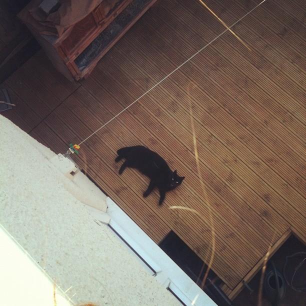 Cat dm2