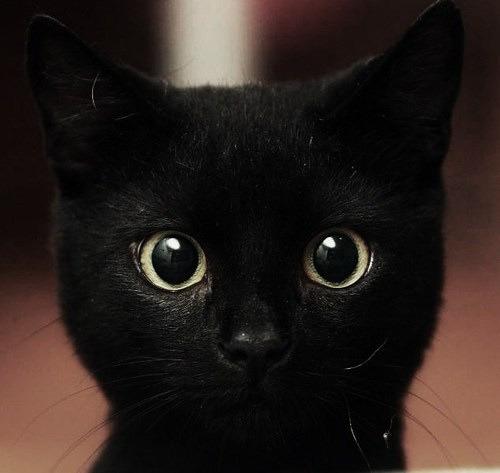 Cat dm8
