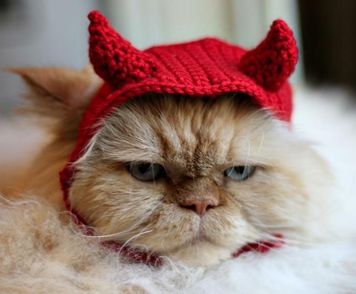 Cat dma