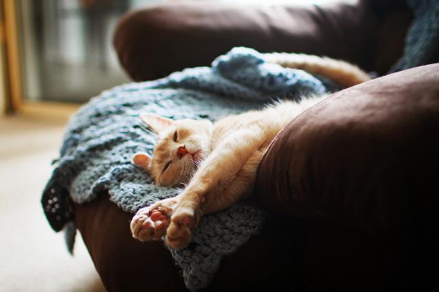 Cat dmc