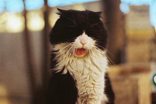 Cat dmd