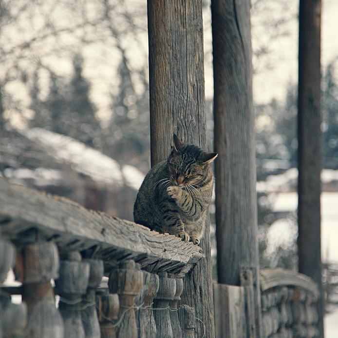 Cat dmf