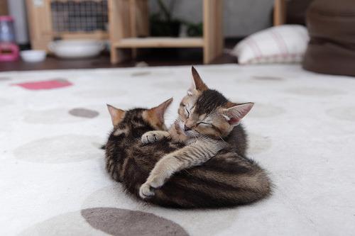 Cat dmh