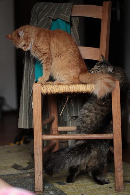 Cat dmm