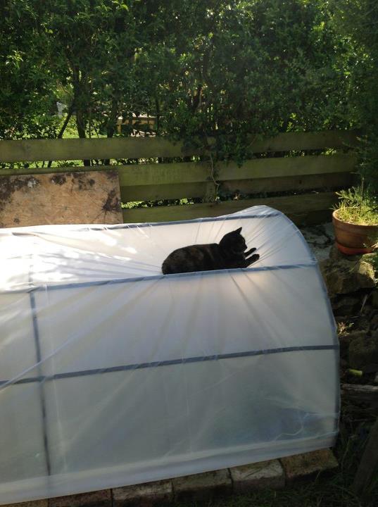Cat dmn