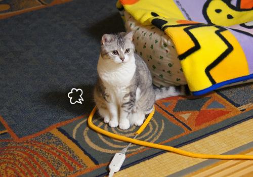Cat dmq