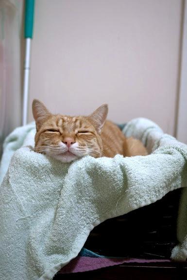 Cat dn