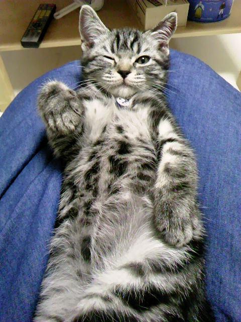 Cat dn0