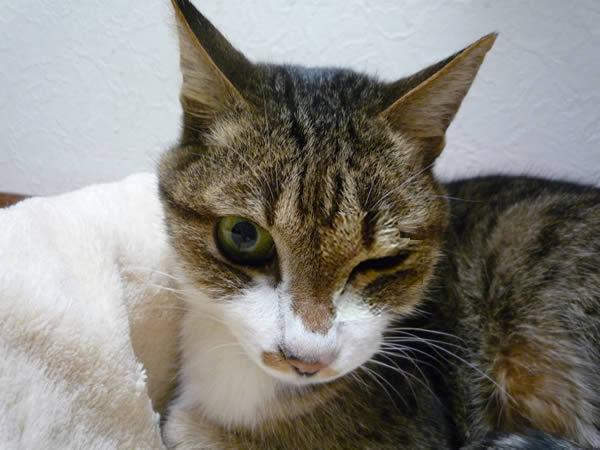 Cat dn1