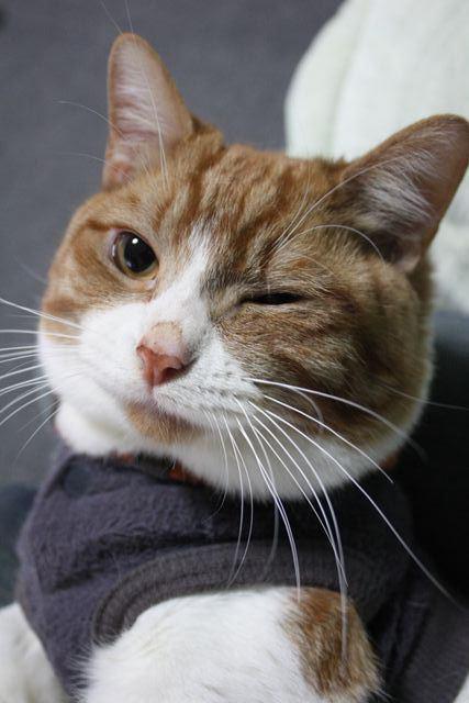 Cat dn2