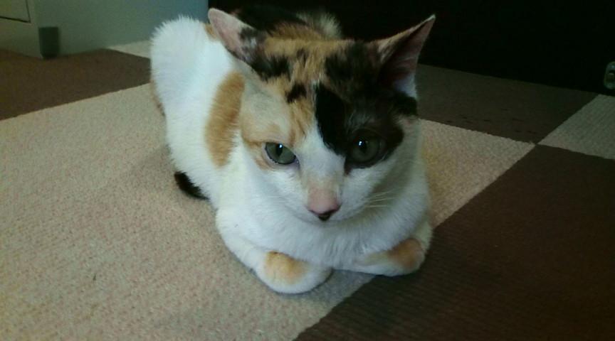 Cat dn3