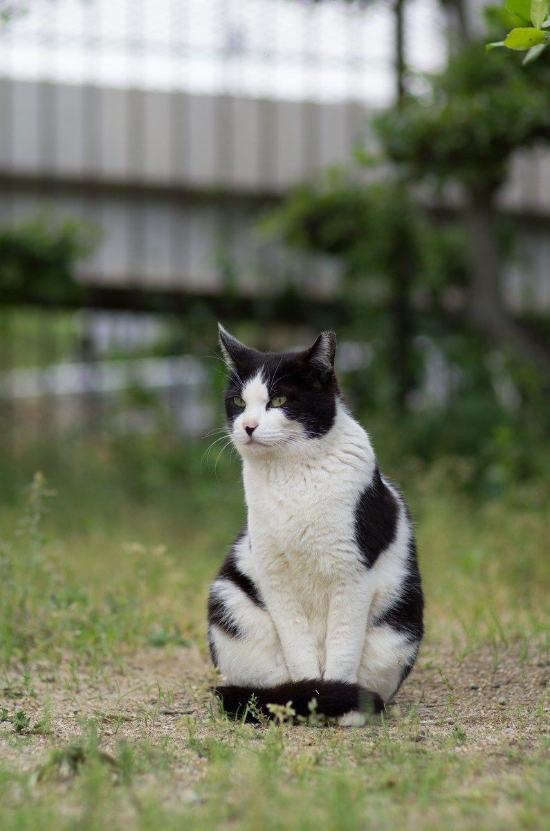 Cat dn7