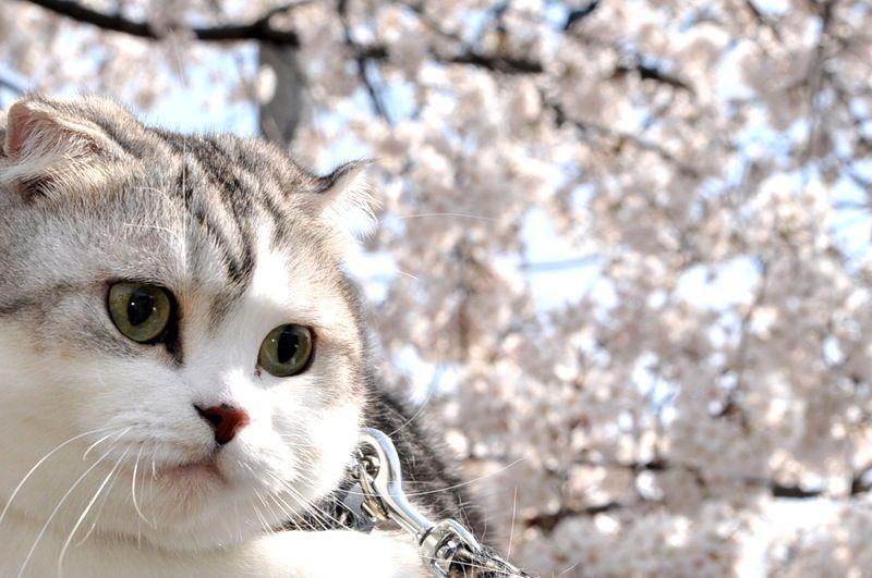 Cat dn9