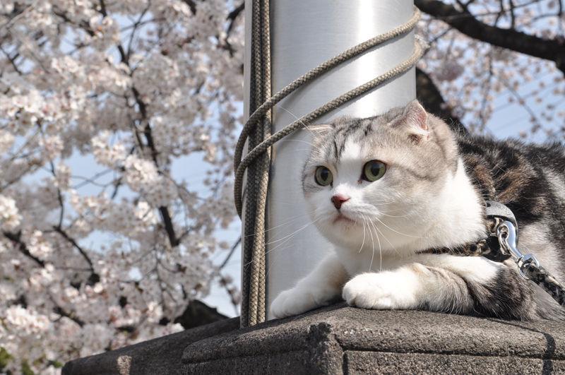 Cat dna