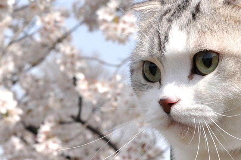Cat dnb