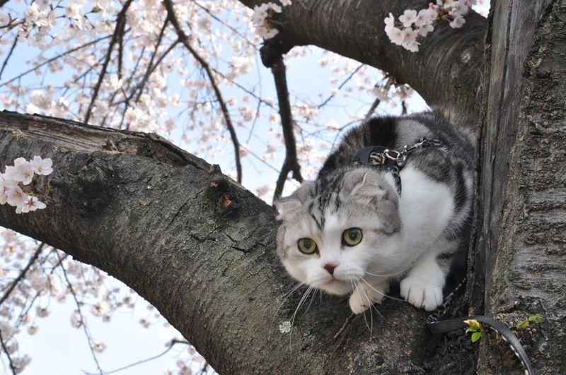 Cat dnd