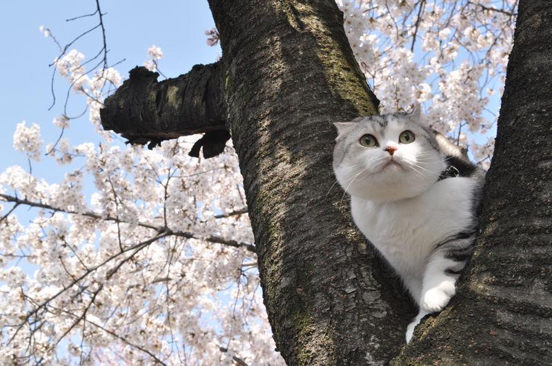 Cat dnf