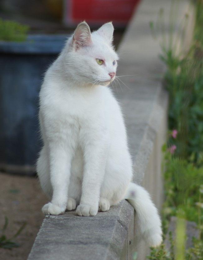 Cat dni