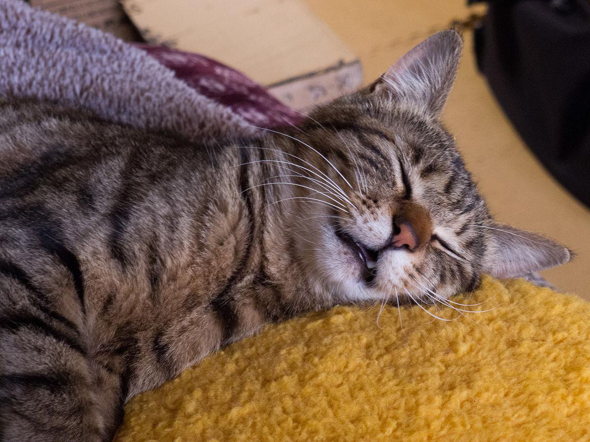 Cat dnl