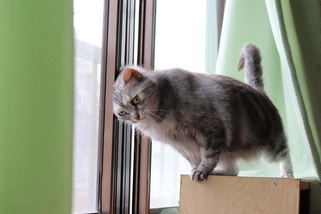Cat dnm