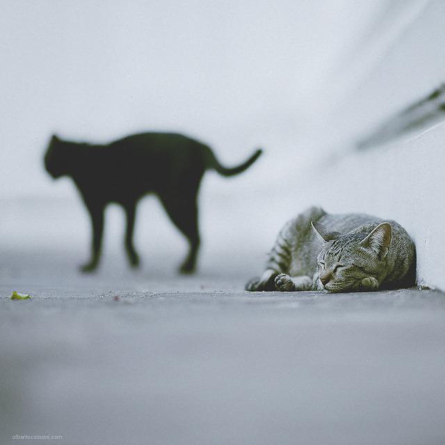 Cat dnr