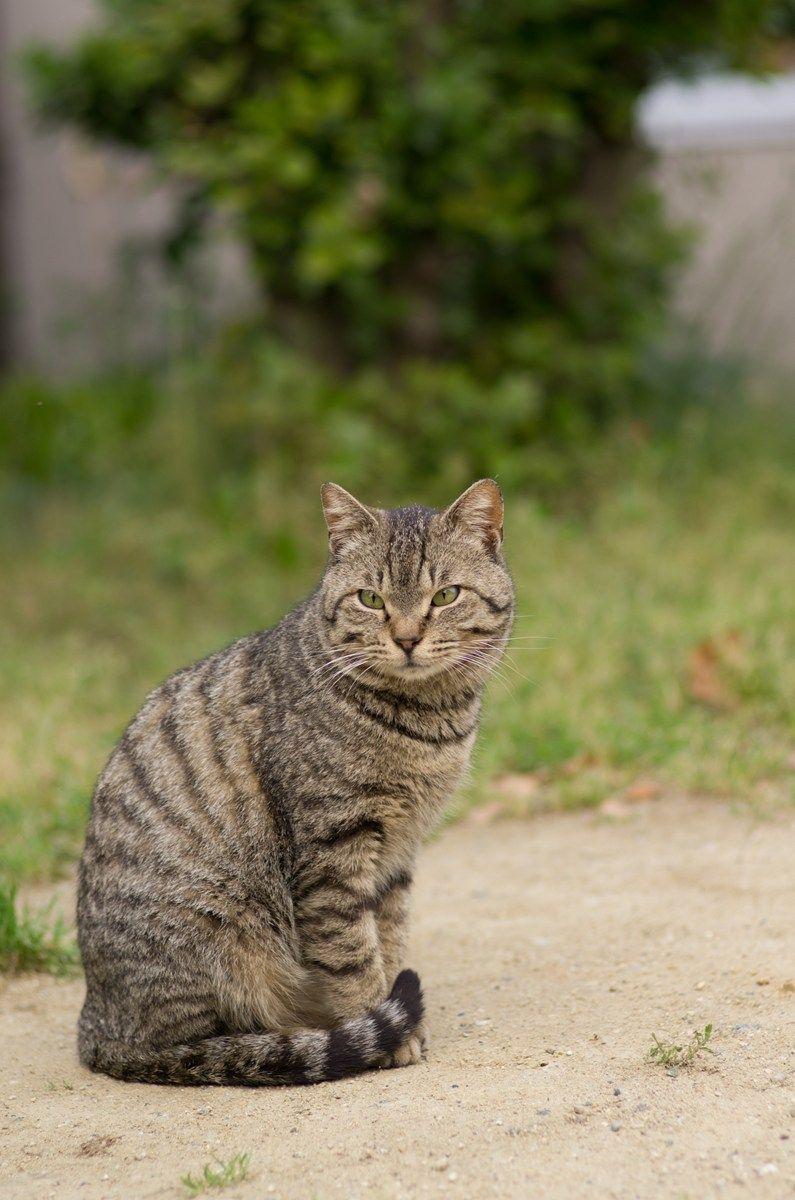 Cat dnv