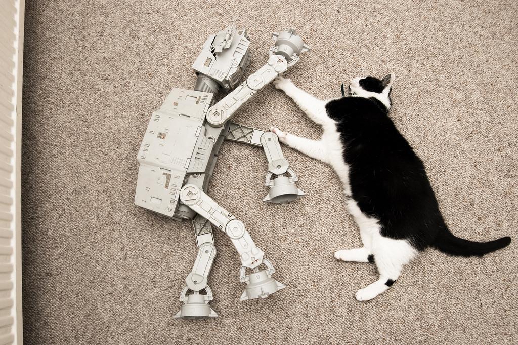 Cat dpb