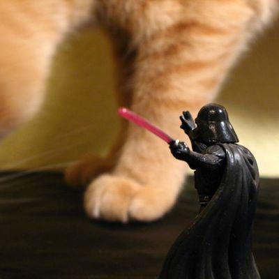Cat dpd