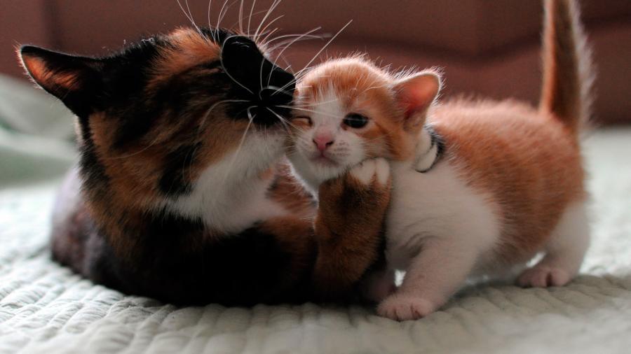 Cat dpj
