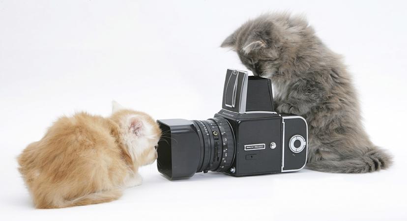 Cat dpk