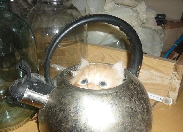 Cat dpo