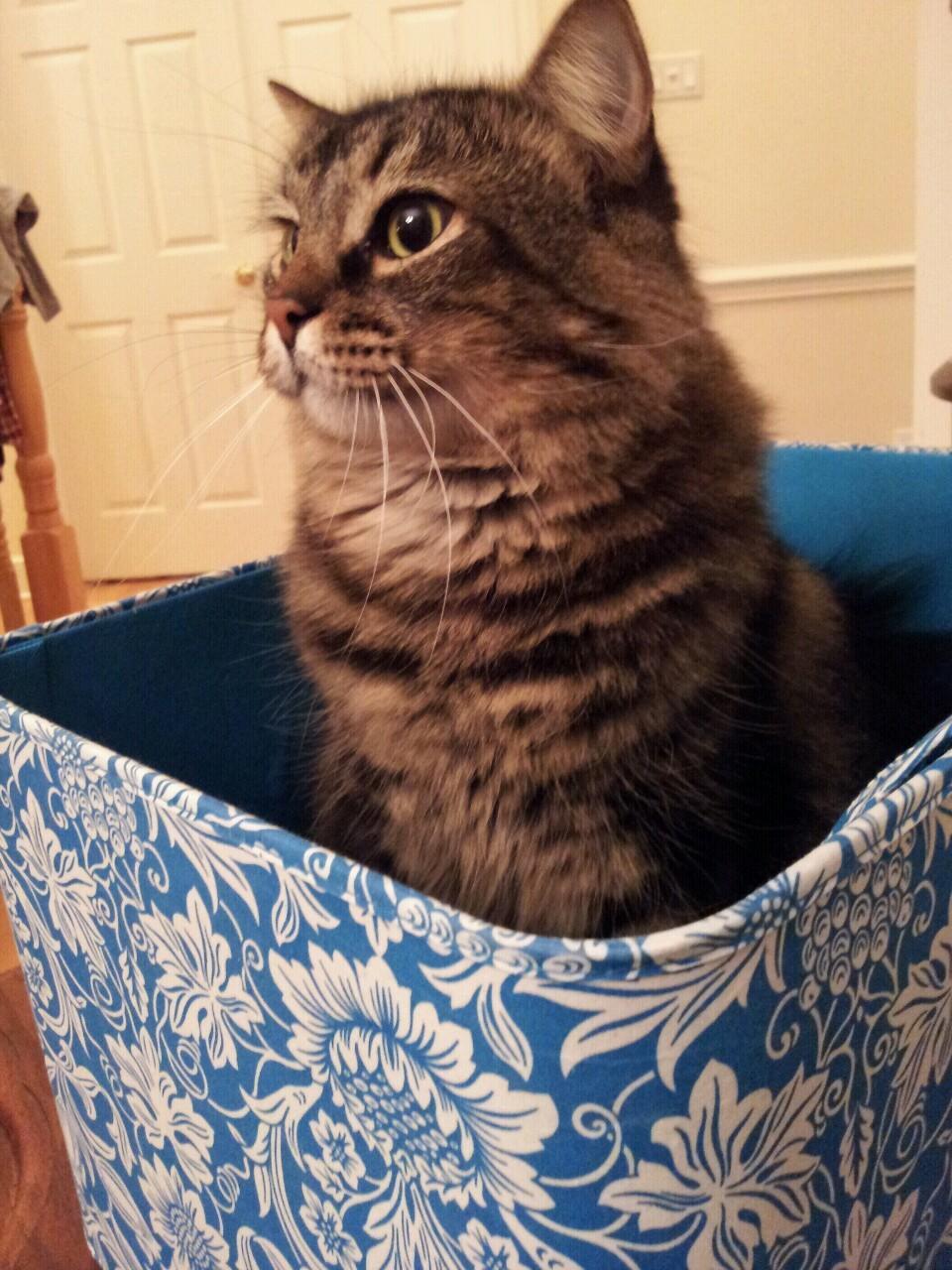 Cat dq