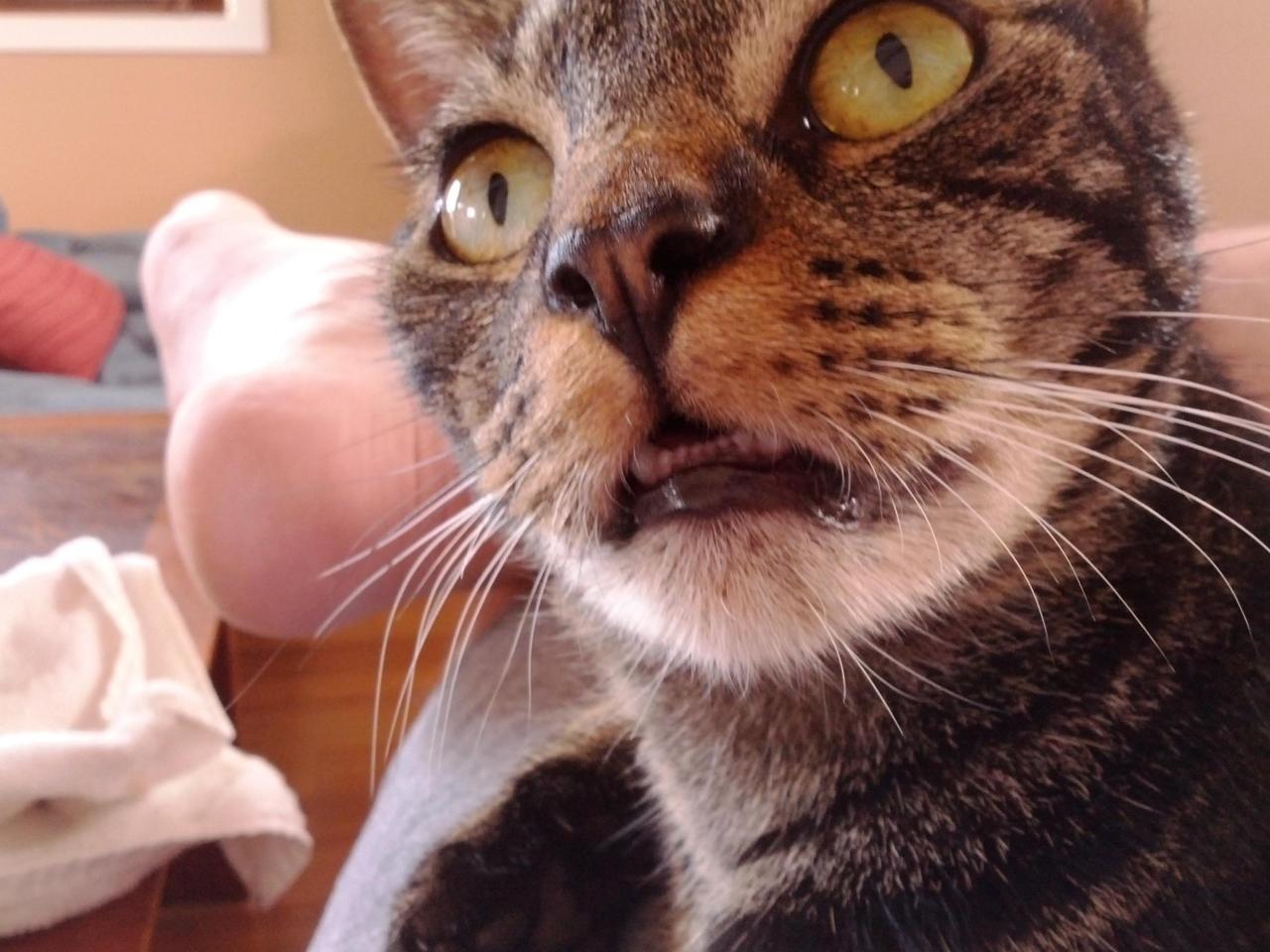 Cat dq2