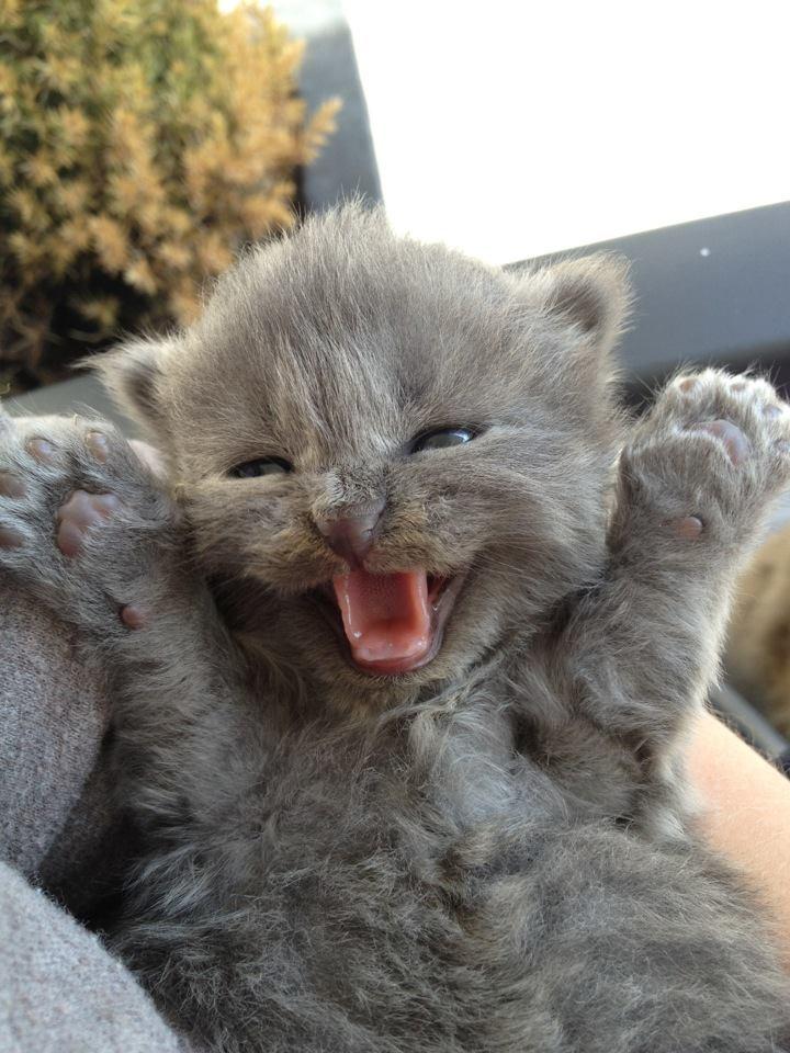 Cat dq5