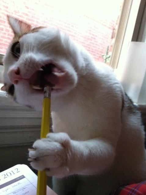Cat dqh