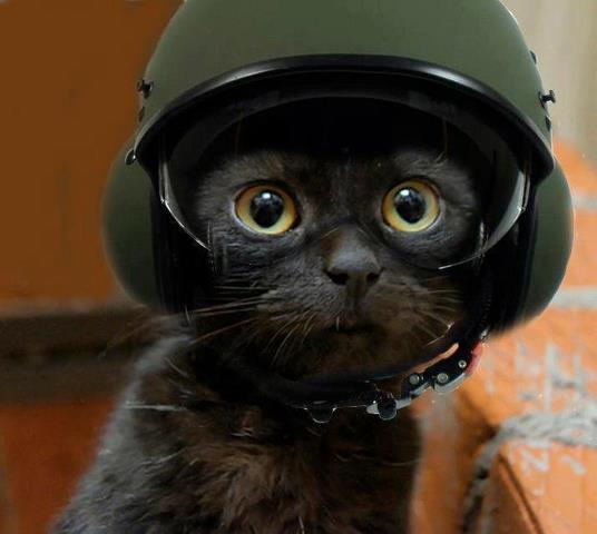 Cat dqj