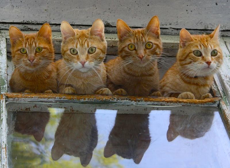 Cat dqk