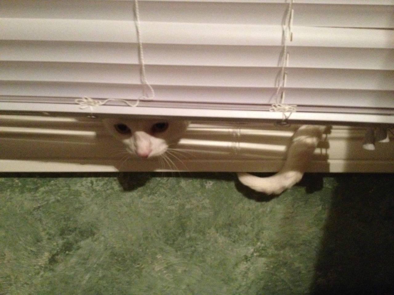 Cat dql