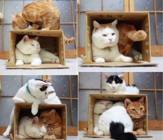 Cat dqn