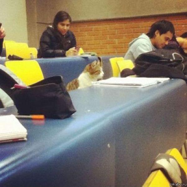 Cat dqp