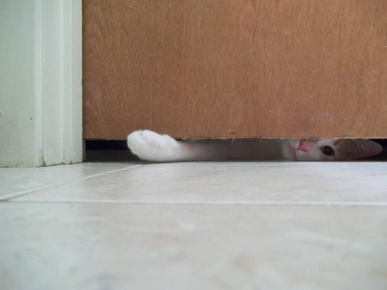 Cat dqs