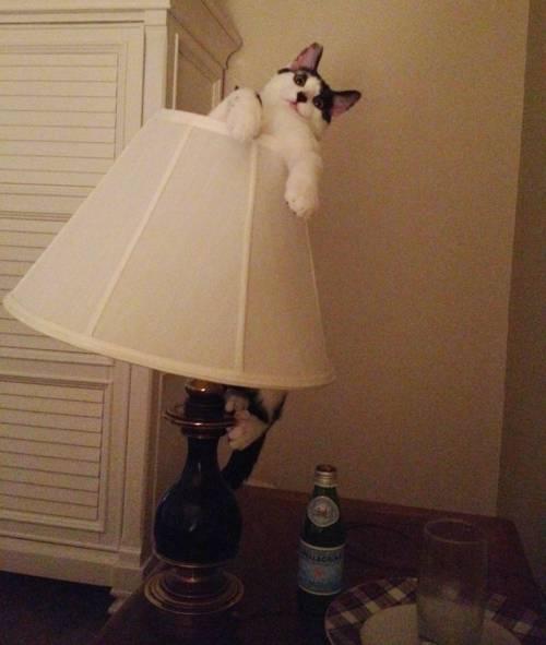 Cat dqt