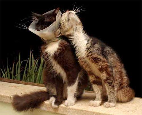 Cat dr0
