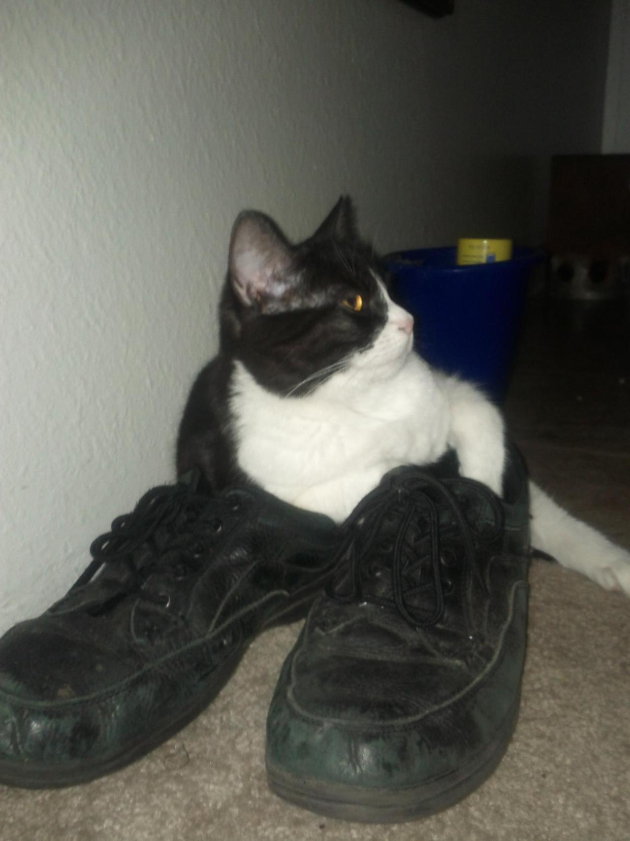Cat dr1