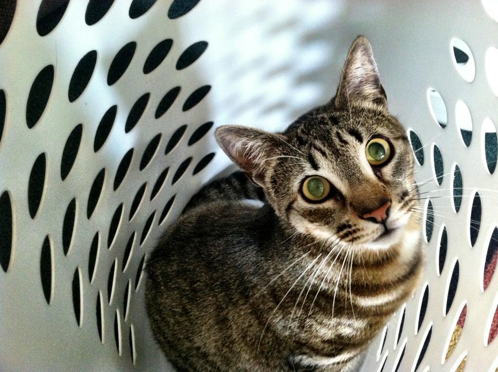 Cat dr4