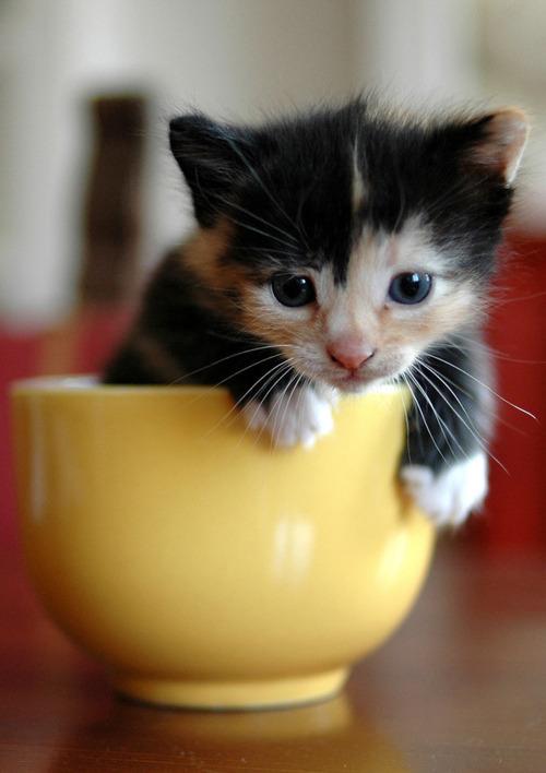 Cat drj