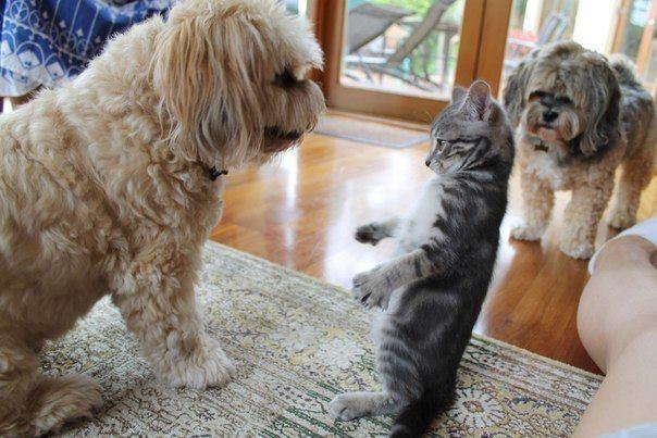 Cat dro