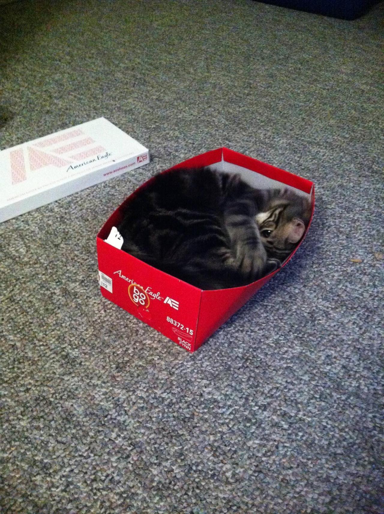 Cat dru