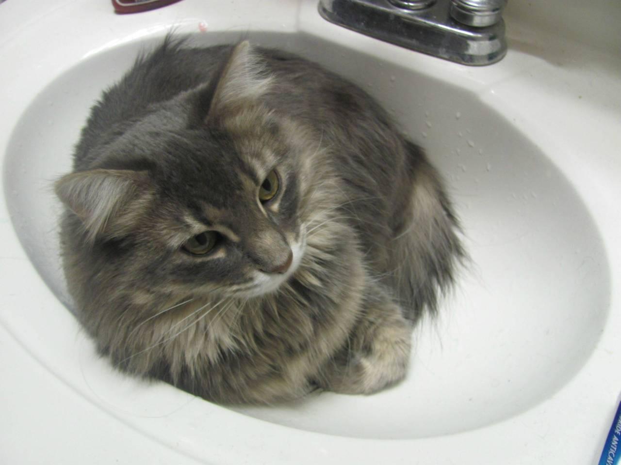 Cat drv